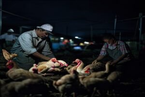 Direitos do Apanhador de Aves: Adicional Noturno Rural de 25%