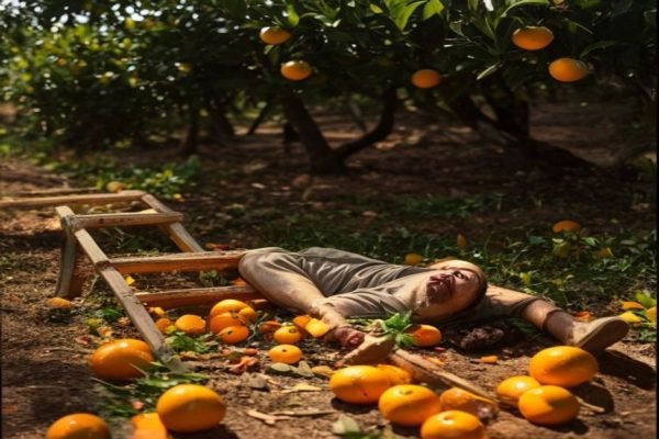 Caí da escada apanhando laranja - Apanhador de laranja - direitos do trabalhador acidentado MWBC
